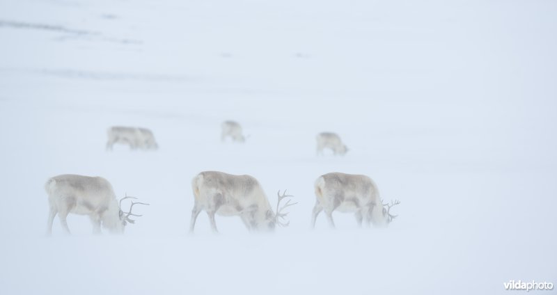 Rendieren in Spitsbergen
