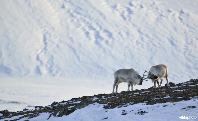 Vechtende rendieren in Spitsbergen