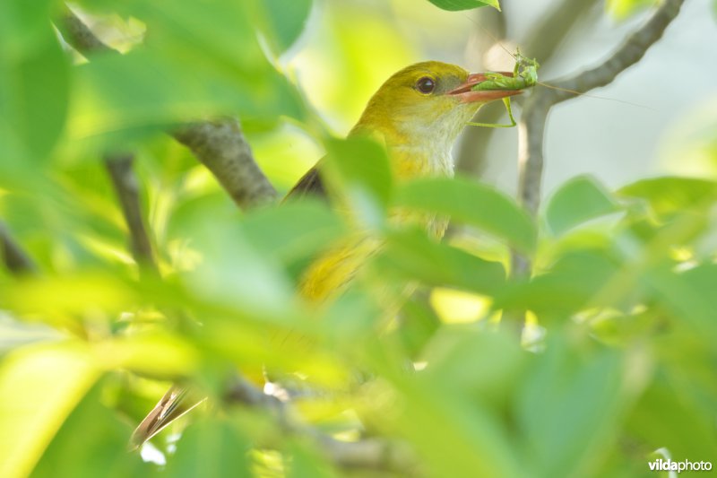 Vrouwtje Wielewaal met prooi