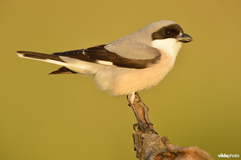 Kleine klapekster
