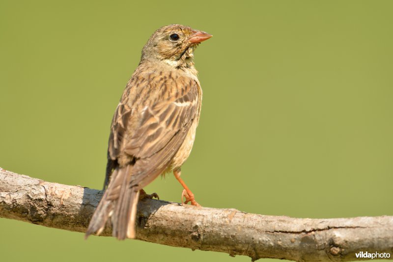 Ortolaan