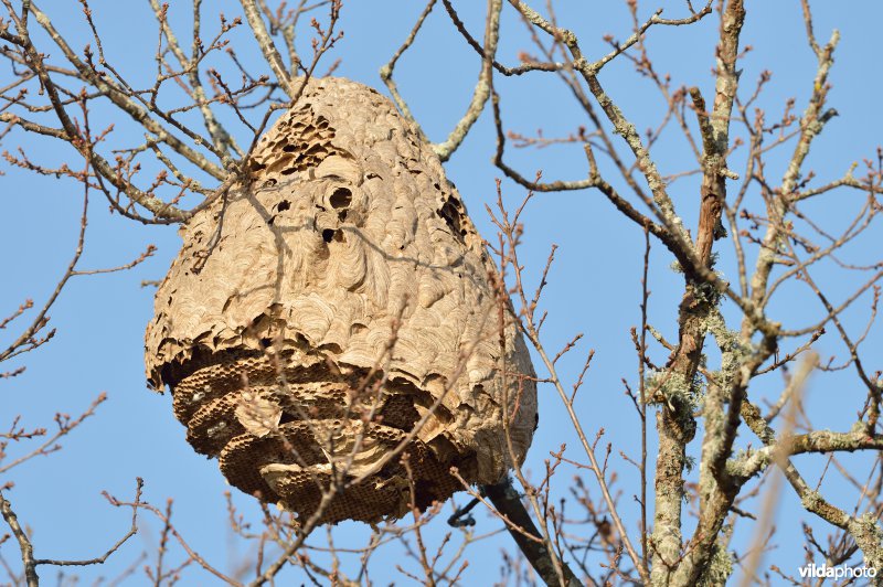 Nest van Hoornaars