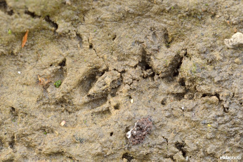 Sporen van Bruine rat in de modder