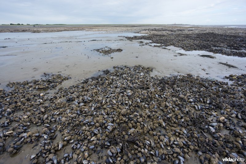 Mosselbank in Waddenzee