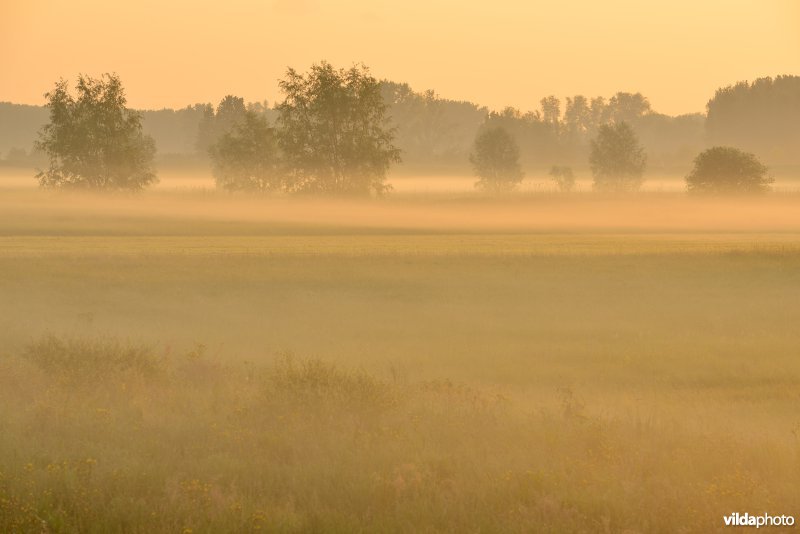 Paardeweide