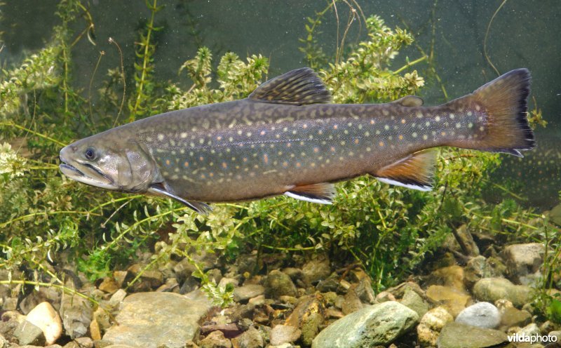 Bronforel