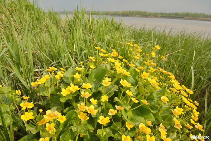Schorren van de Schelde