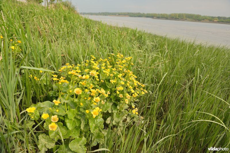 Schorren van de Schelde