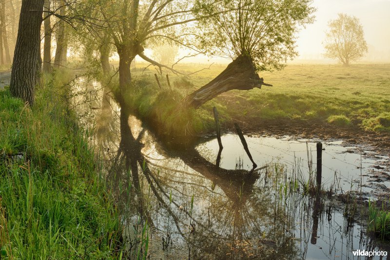 Natuurreservaat Meetkerkse Moeren