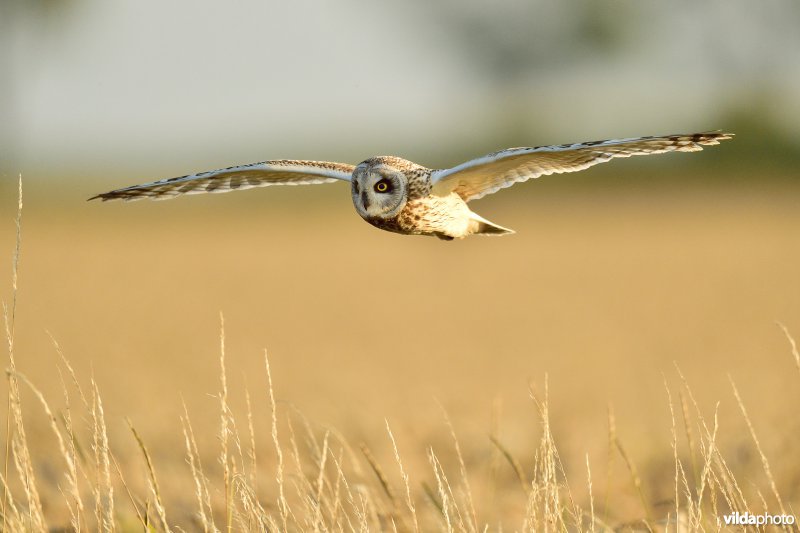 Velduil in vlucht