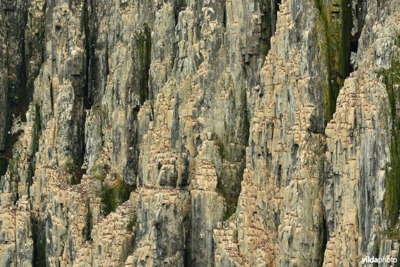 Kolonie Dikbekzeekoeten