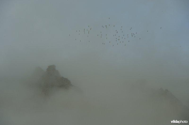 Vliegende Kleine alken