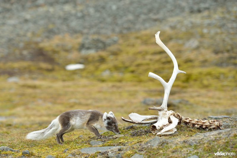 Poolvos bij schedel van Rendier