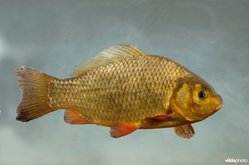 Kroeskarper