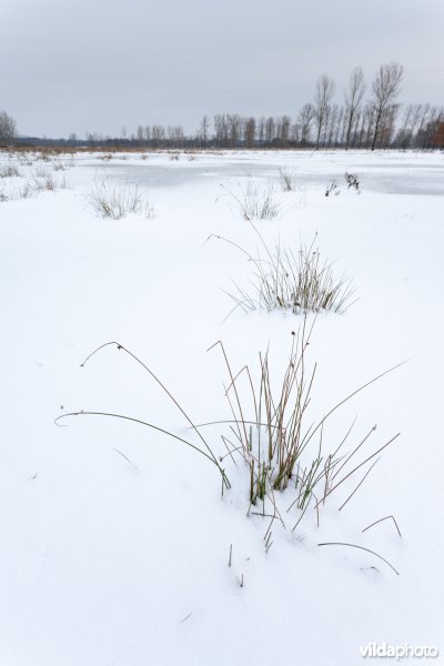 Sneeuw in de Demerbroeken