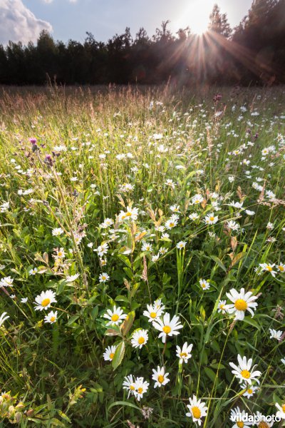 Bloemrijk grasland