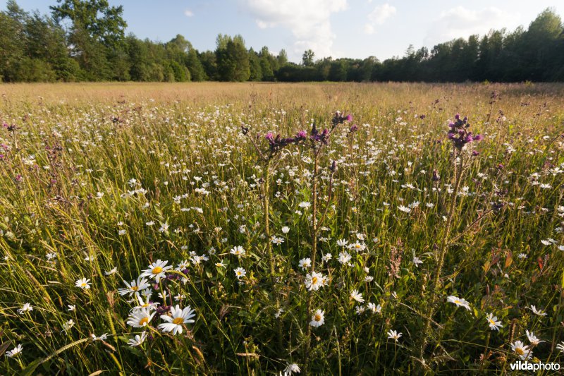 Bloemrijk grasland