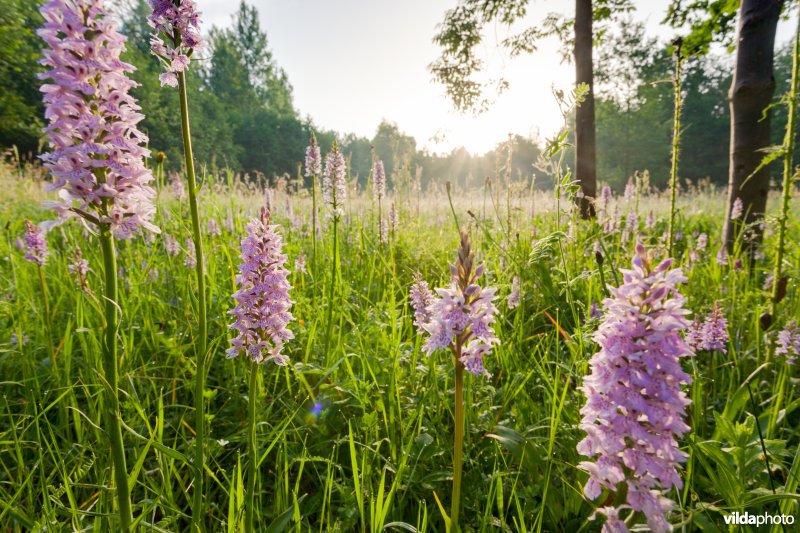 Bosorchissen bij zonsopgang