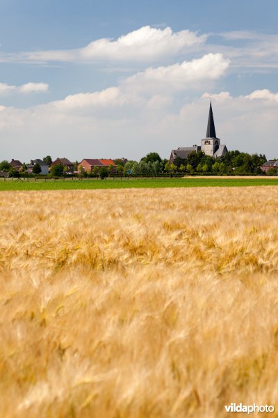 Zicht op de kerk van Nederokkerzeel