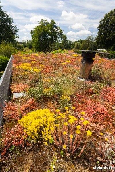 Sedums op een groendak