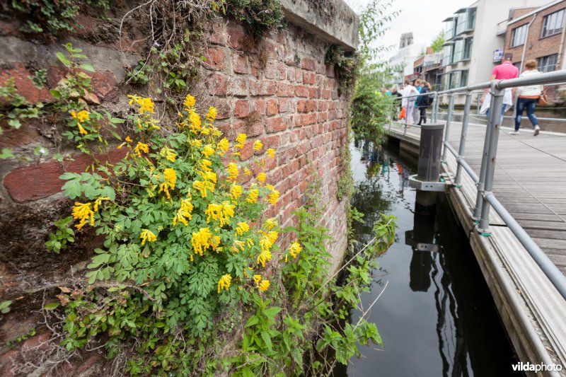 Gele helmbloem op een oude muur