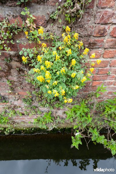 Gele helmbloem op een oude muur