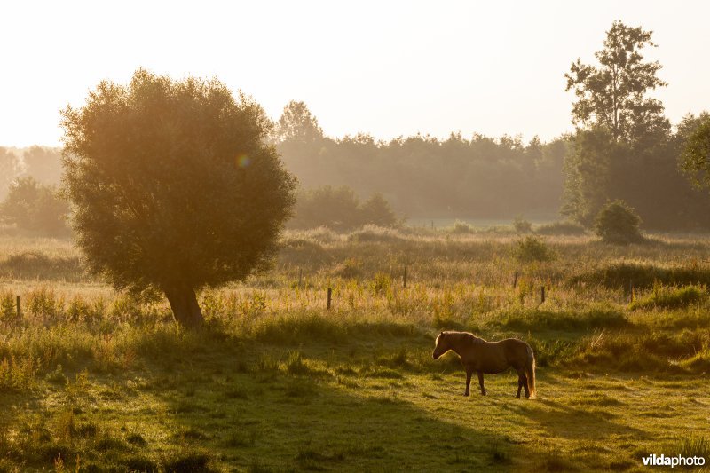 Paard en knotwilg