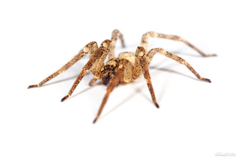 Vrouwtje Valse wolfspin