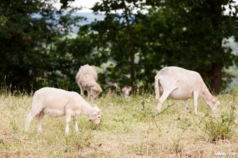 Schapenbegrazing