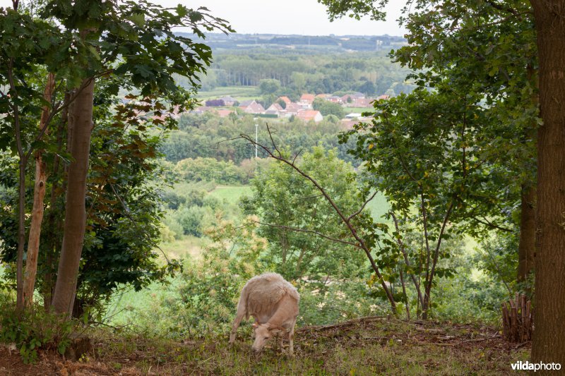 Schapenbegrazing