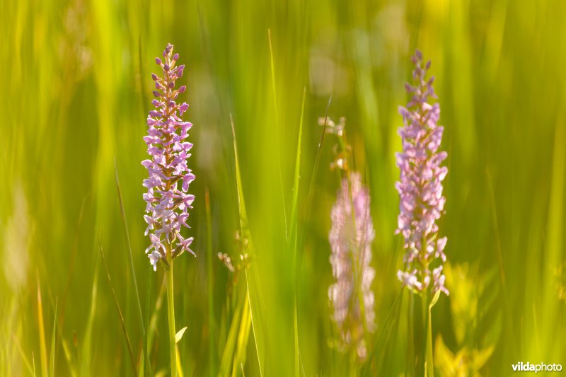 Orchideeën tussen het gras