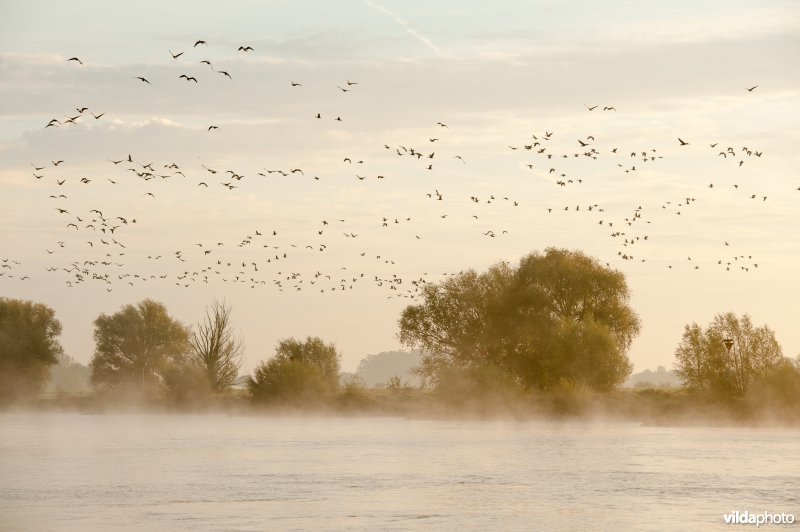 Ganzen over de IJssel