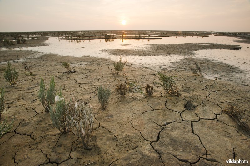 Zeekraal op het Wad