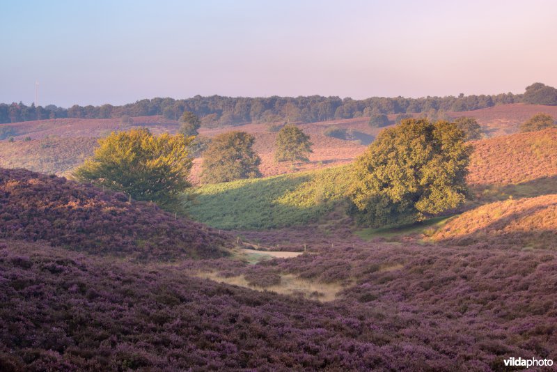 Herikhuizerveld, Veluwezoom