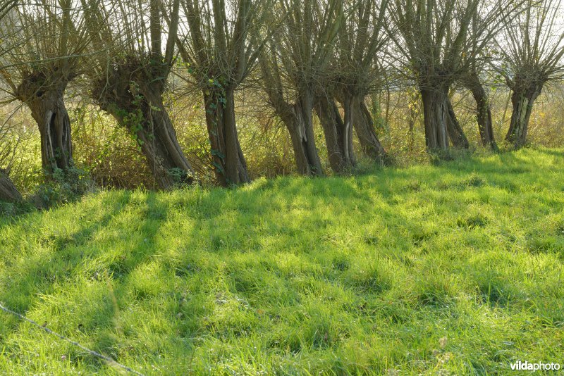 Natuurreservaat De Bourgoyen