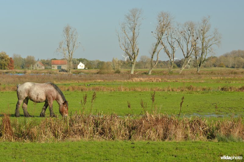 Natuurreservaat De Bourgoyen