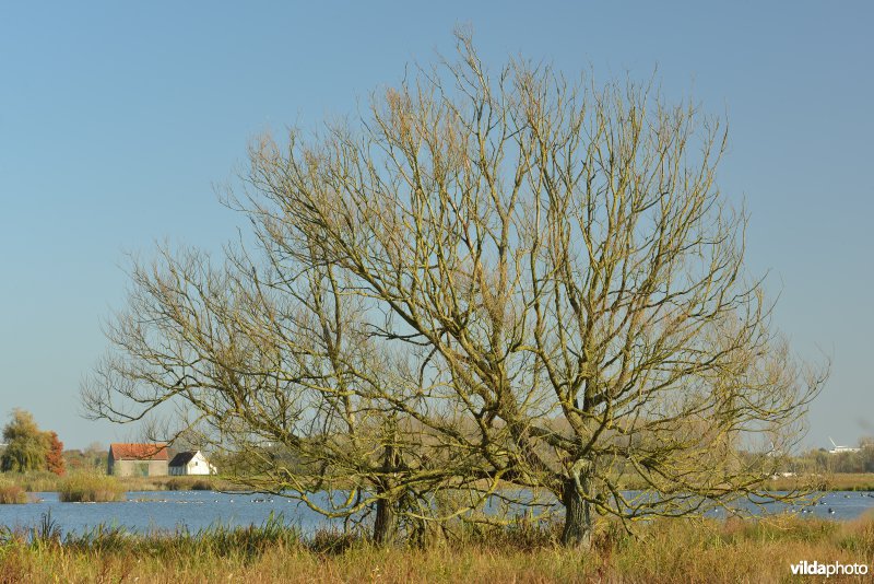 Natuurreservaat De Bourgoyen