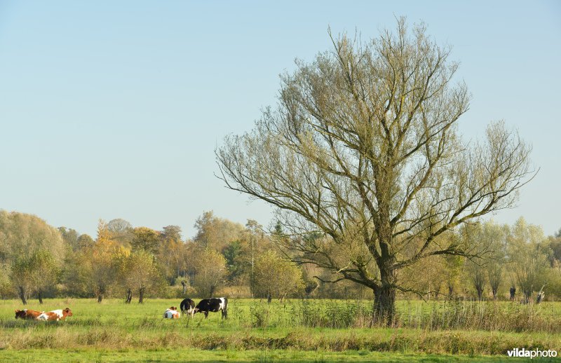 Natuurreservaat De Bourgoyen