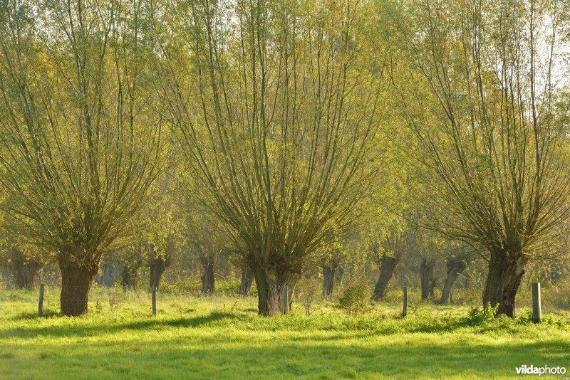 Natuurreservaat De Bourgoyen