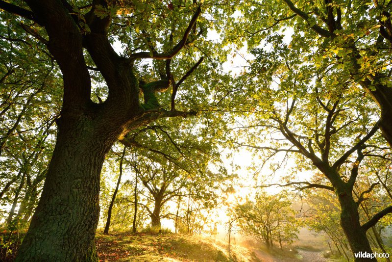 Natuurreservaat De Maten