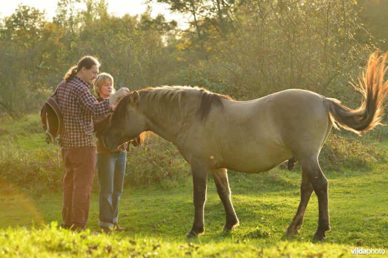 Wandelaar in de Hobokense polder aaien Konikpaard