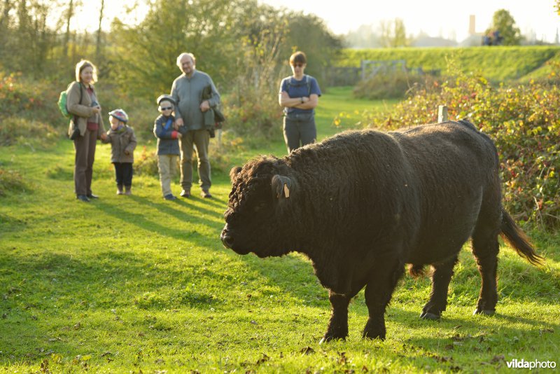 Wandelaars in de Hobokense polder