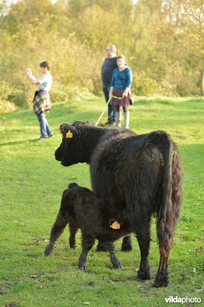 Wandelaars in de Hobokense polder