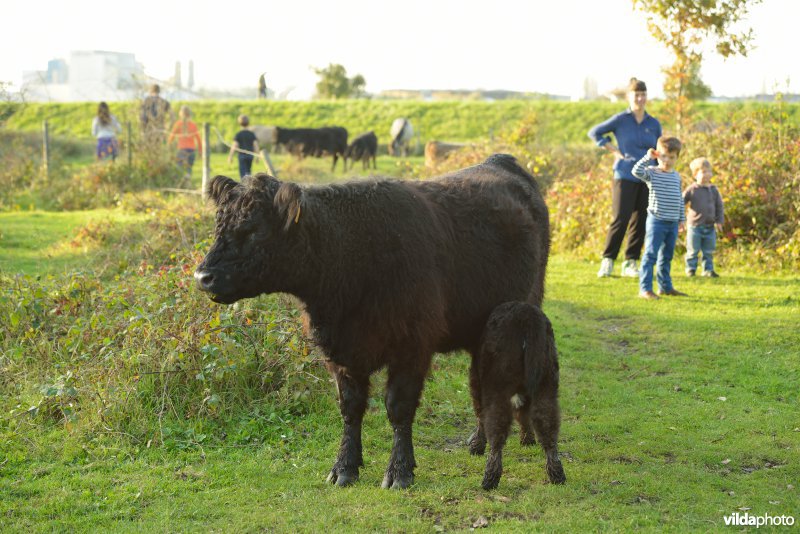 Wandelaars in de Hobokense polder