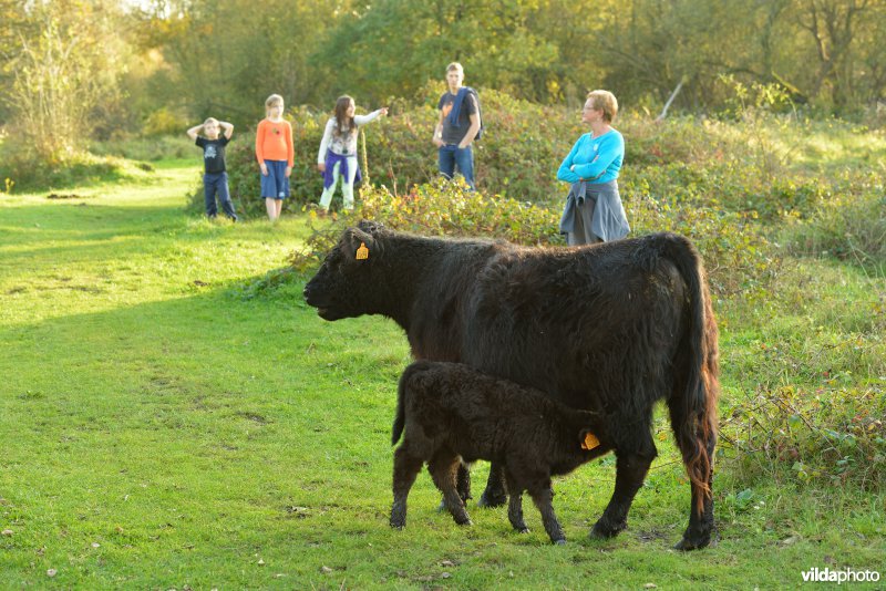 Wandelaars in de Hobokense polder