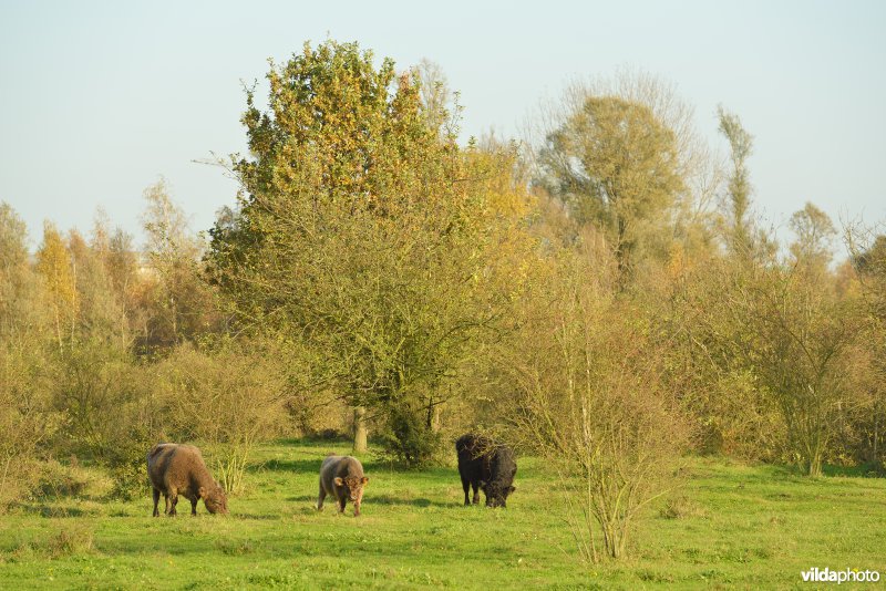 Hobokense polder