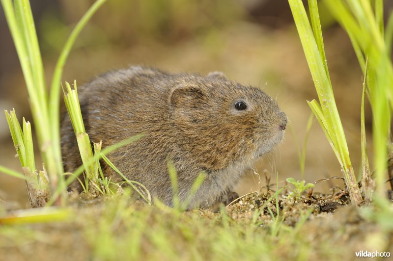 Westeuropese woelrat