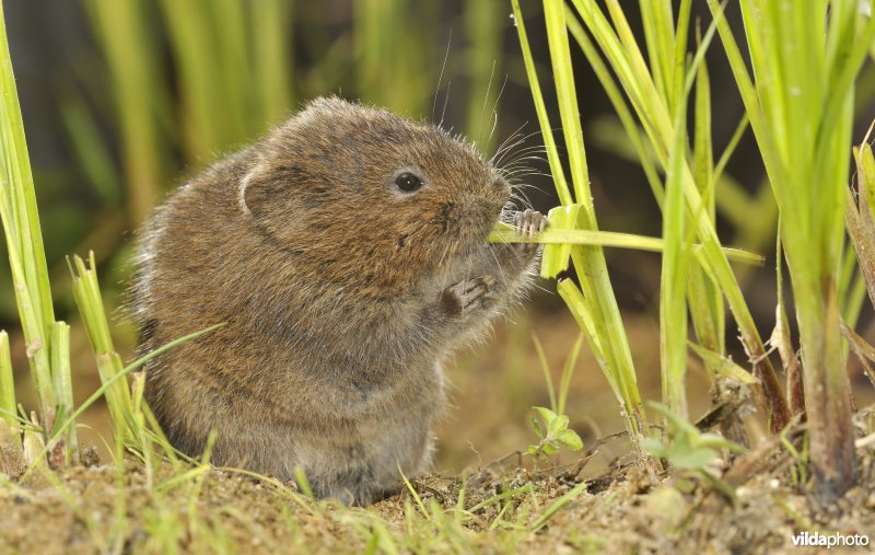 Westeuropese woelrat