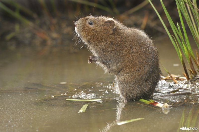 Westeuropese woelrat