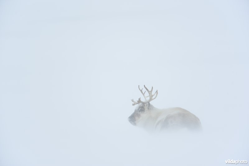 Spitsbergen-Rendier